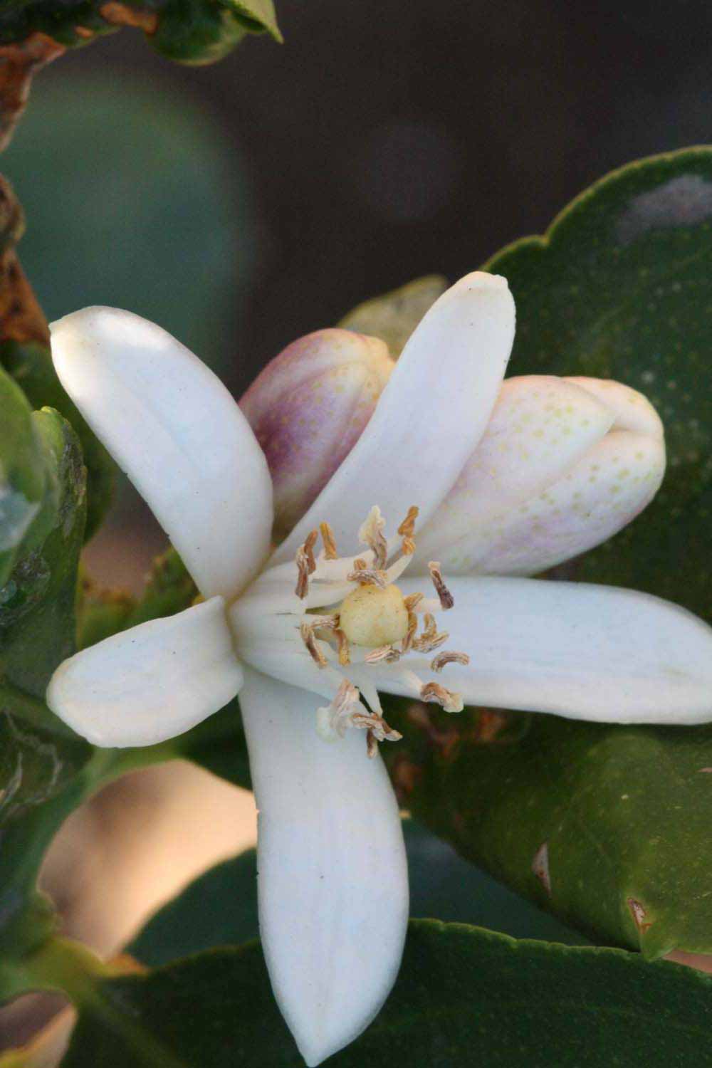              Flower (Riverside, CA)       